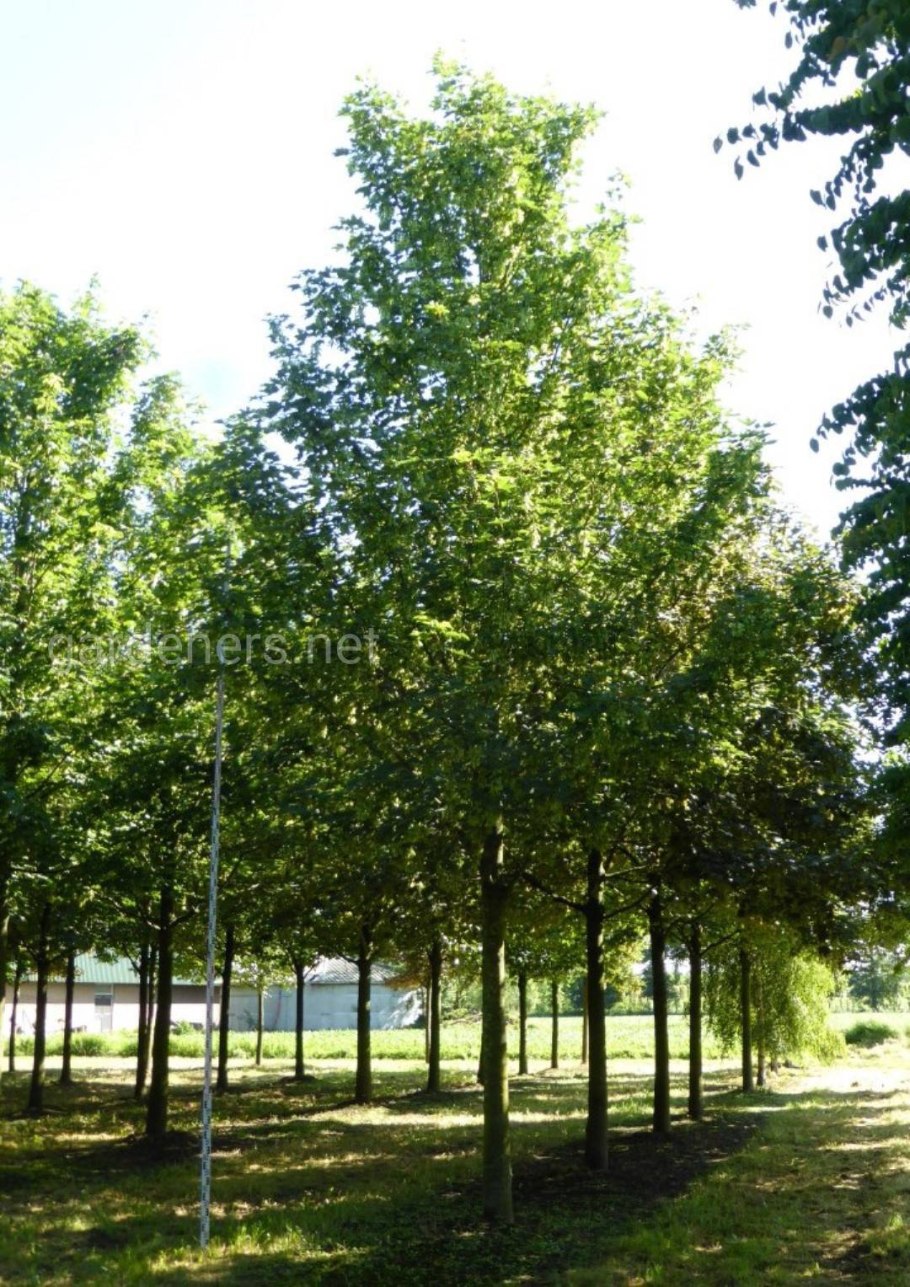 Белый клен Явор дерево