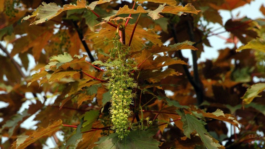 Клен Явор – Acer pseudoplatanus l.