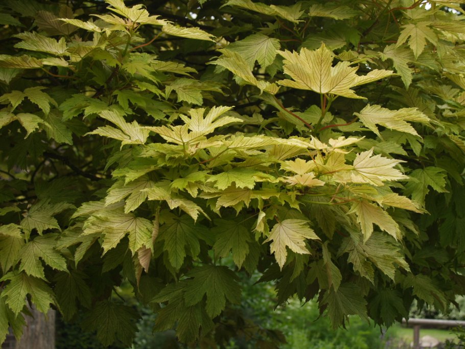 Клен Явор – Acer pseudoplatanus l.