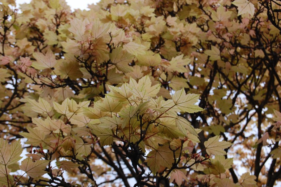 Клен Ложноплатановый Леопольди