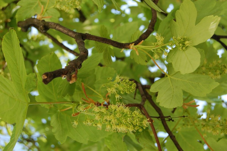 Клен Явор – Acer pseudoplatanus l.