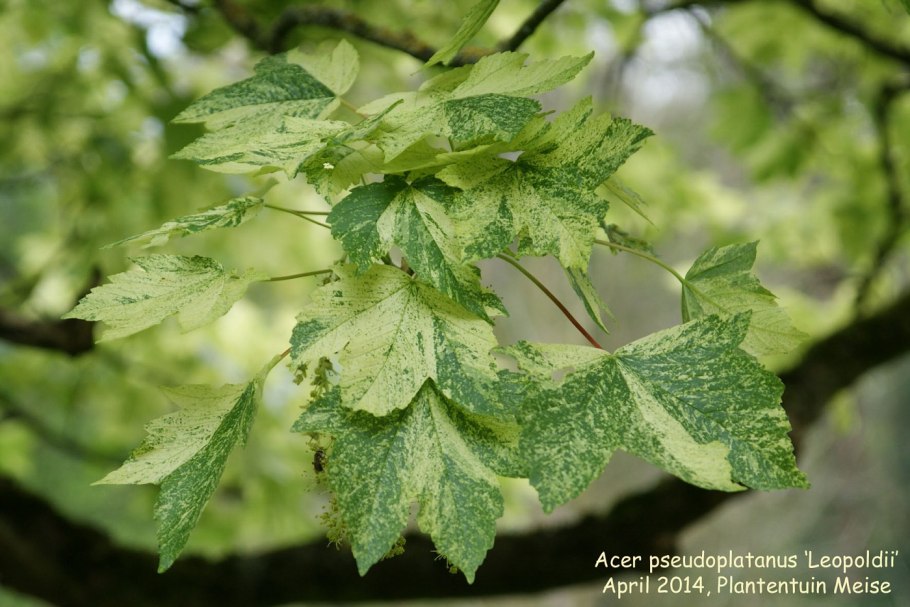 Палтин дерево