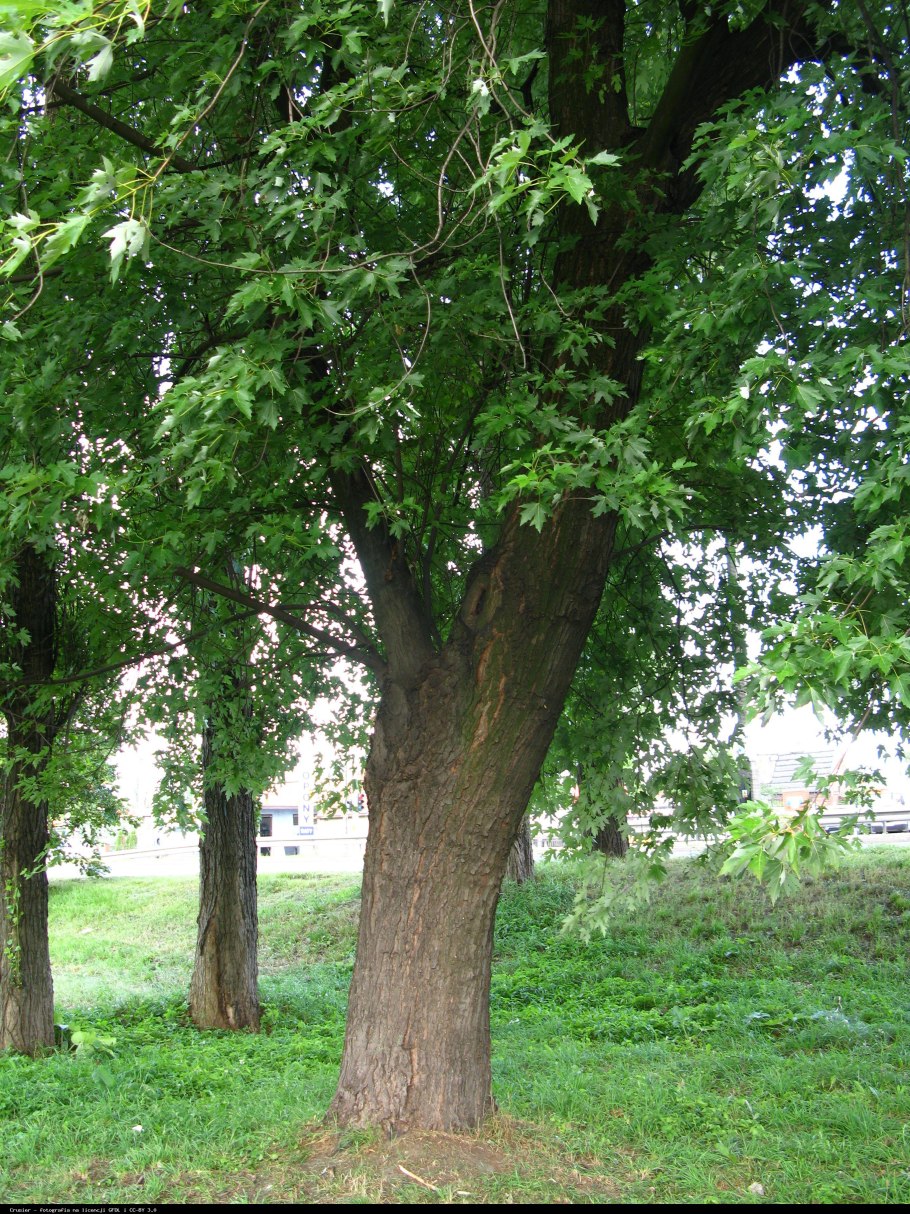 Явор дерево