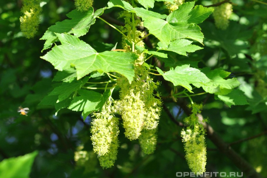 Клен белый Явор