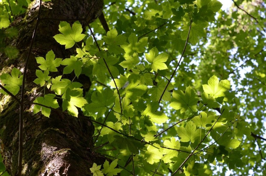 Клен белый Явор