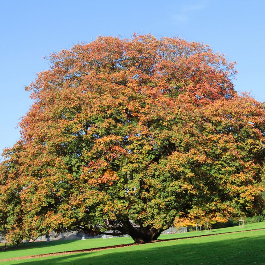 Клён Явор фото дерева