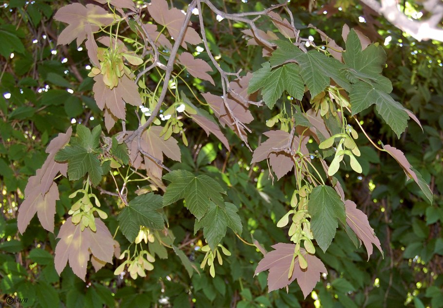 Клен Acer pseudoplatanus (Явор)