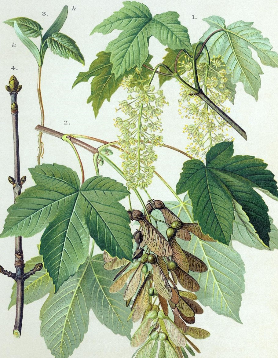 Клен Ложноплатановый Явор