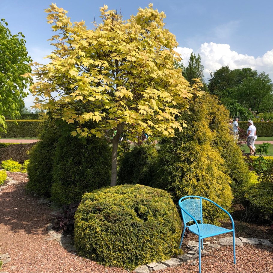 Клен Ложноплатановый Леопольди