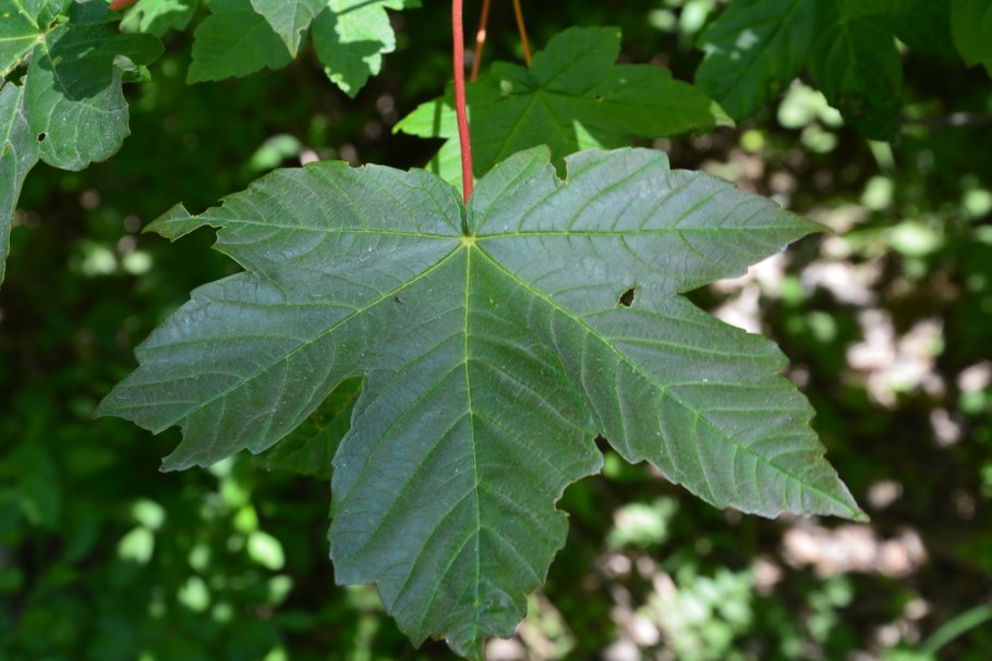 Клен Ложноплатановый