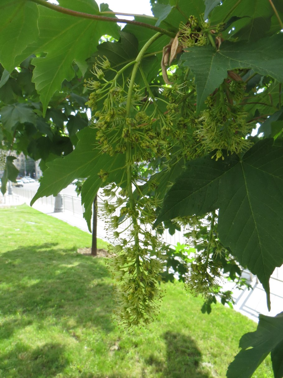 Клен Ложноплатановый