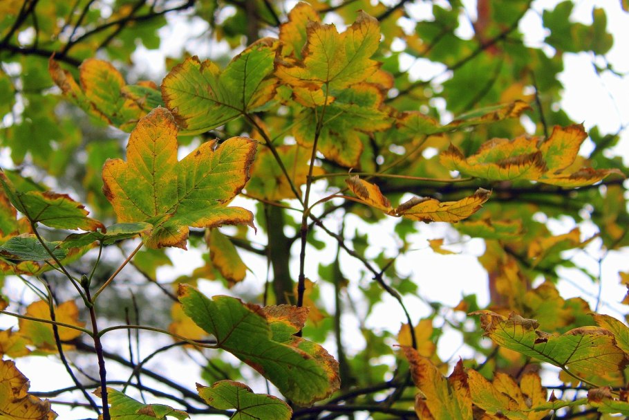 Белый клен Явор дерево