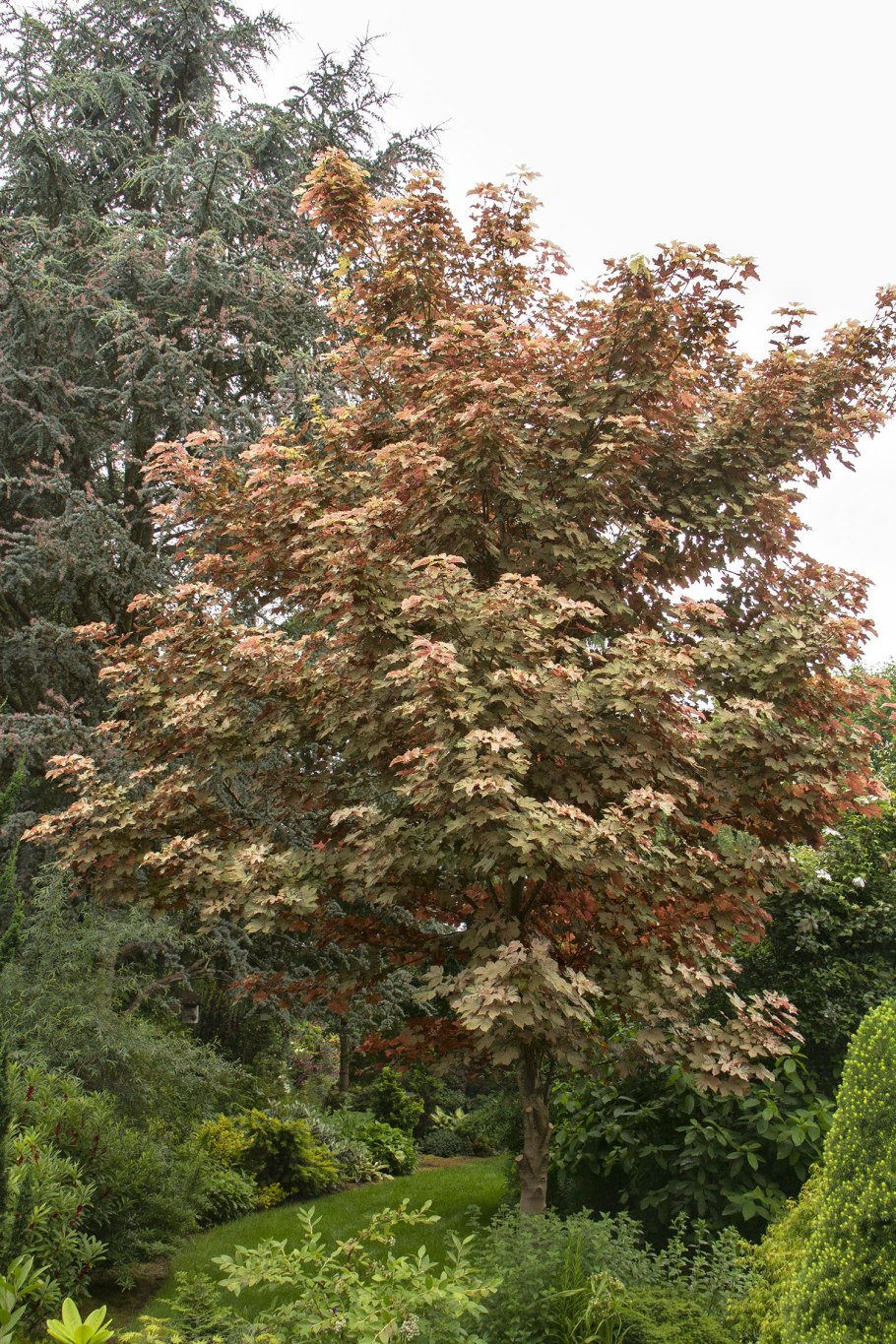 Acer pseudoplatanus клён Ложноплатановый Явор