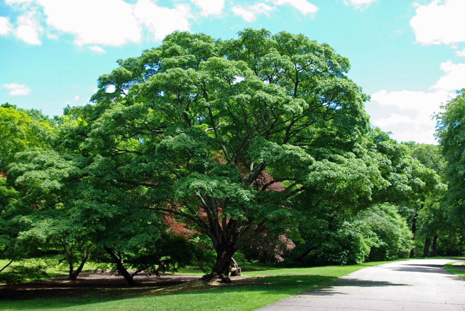 Клен Ложноплатановый Бриллиантиссимум