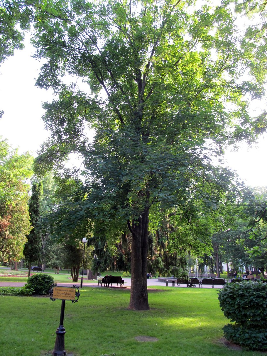 Клен Ложноплатановый Явор