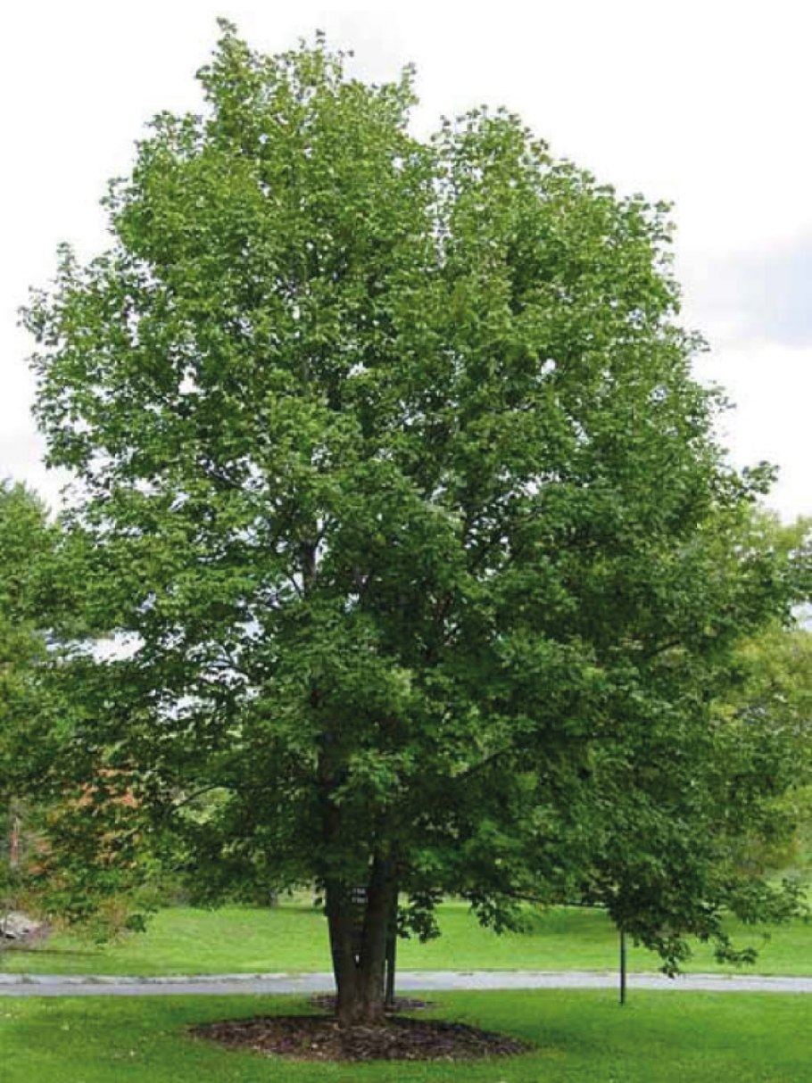 Клен Ложноплатановый Явор