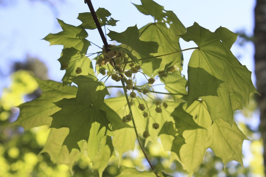 Клен ясенелистный сорняк