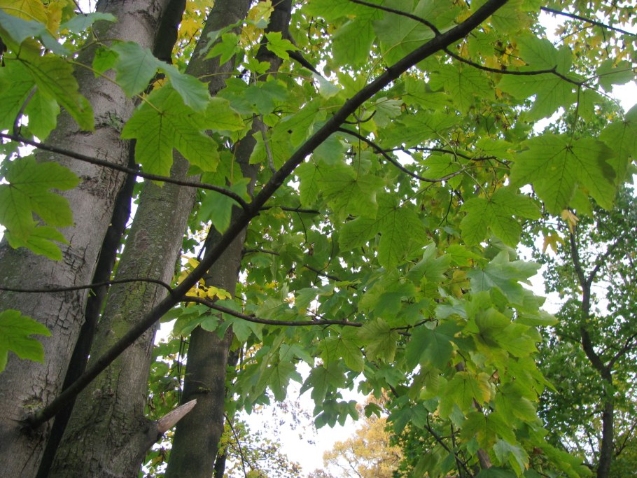 Клен Ложноплатановый Явор