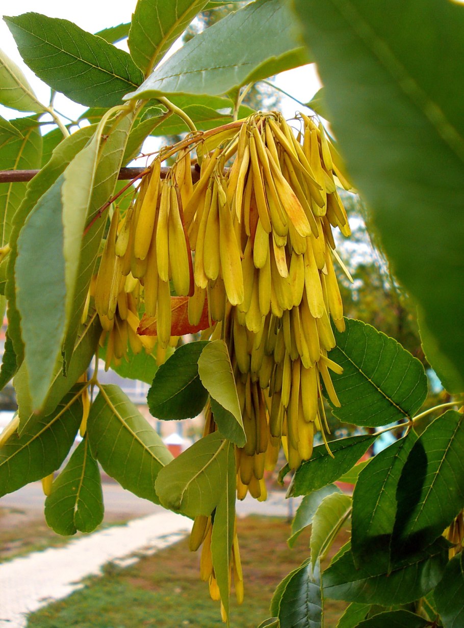 Клен Ложноплатановый-Явор( кленовые)