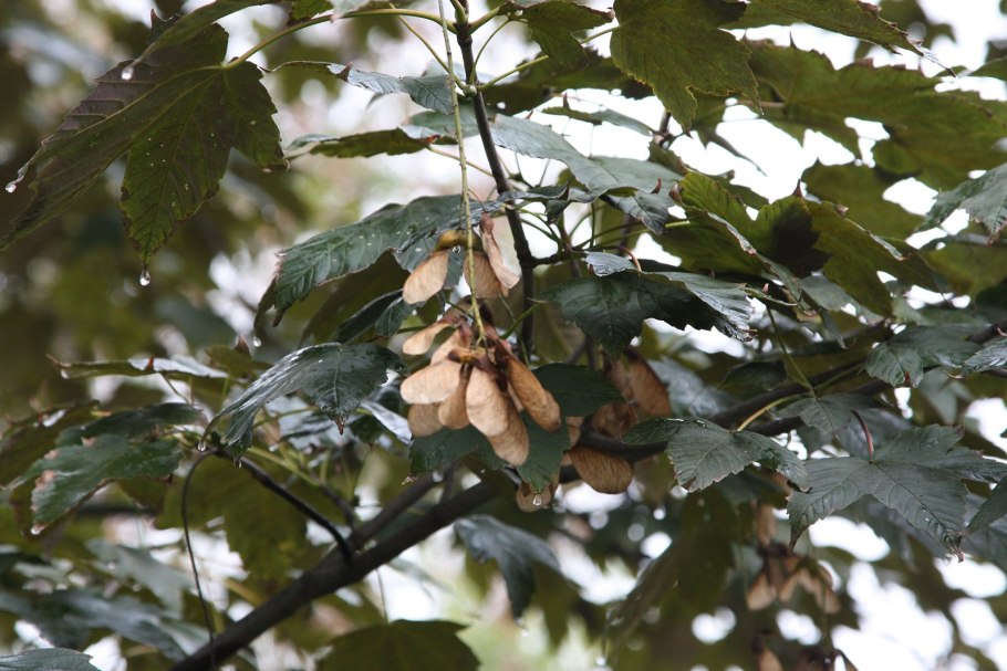 Клён Ложноплатановый