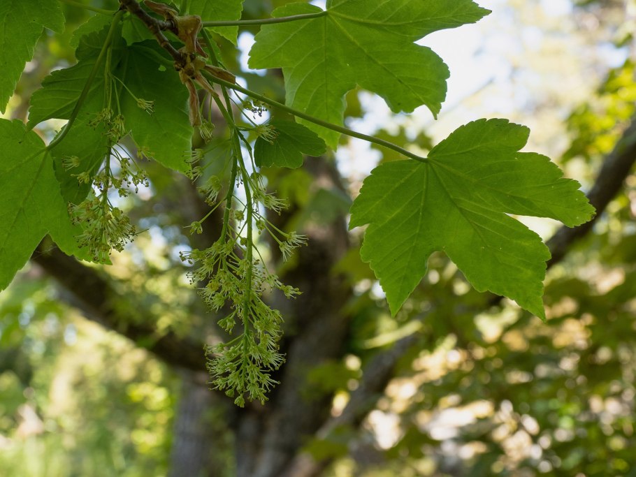 Стоянка явора