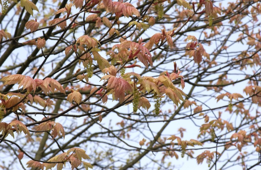 Клен Ложноплатановый Acer pseudoplatanus ESK Sunset