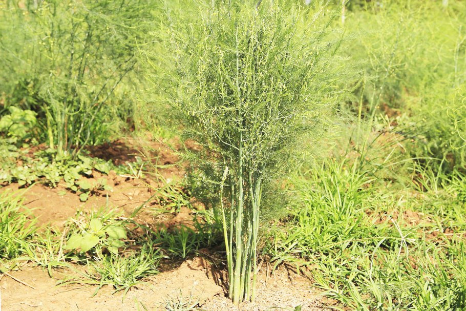 Спаржа прутьевидная