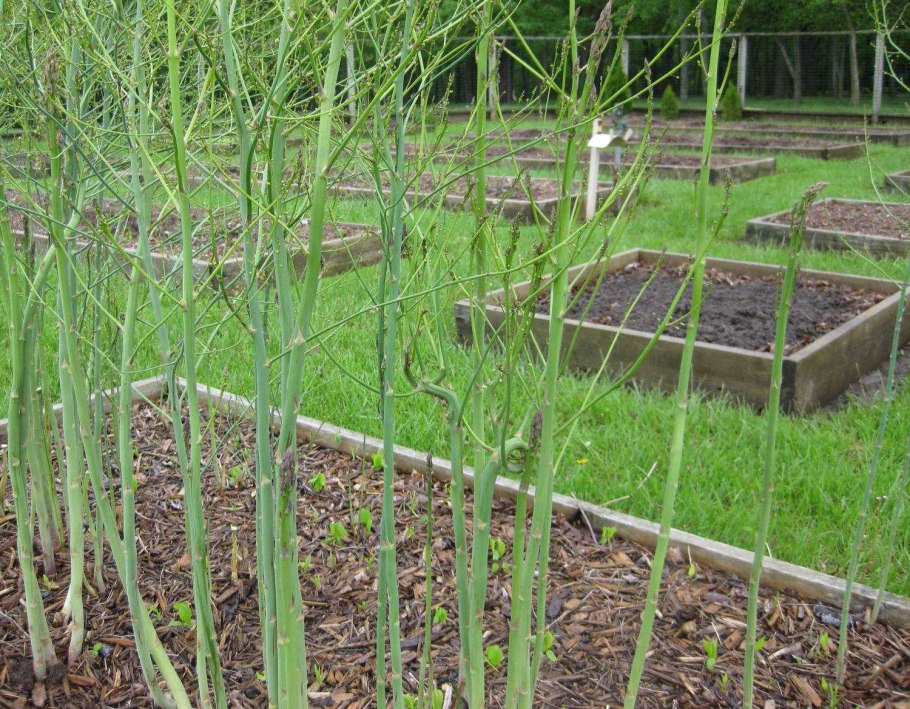 Спаржа Огородная