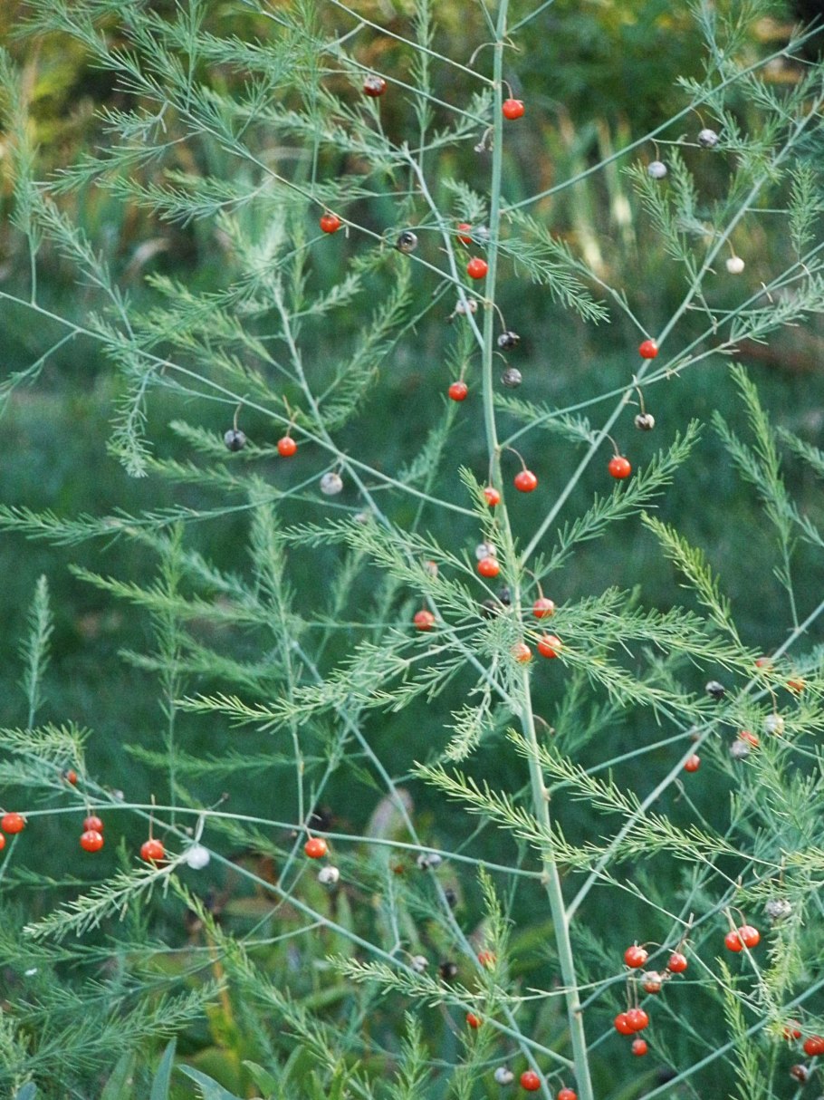 Спаржа коротколистная
