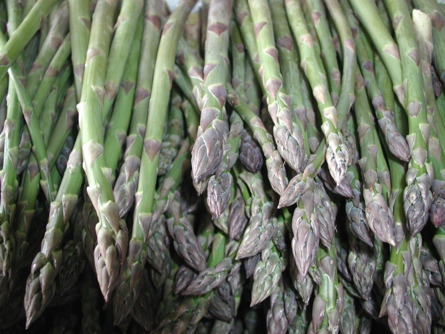 Спаржа щетинковидная