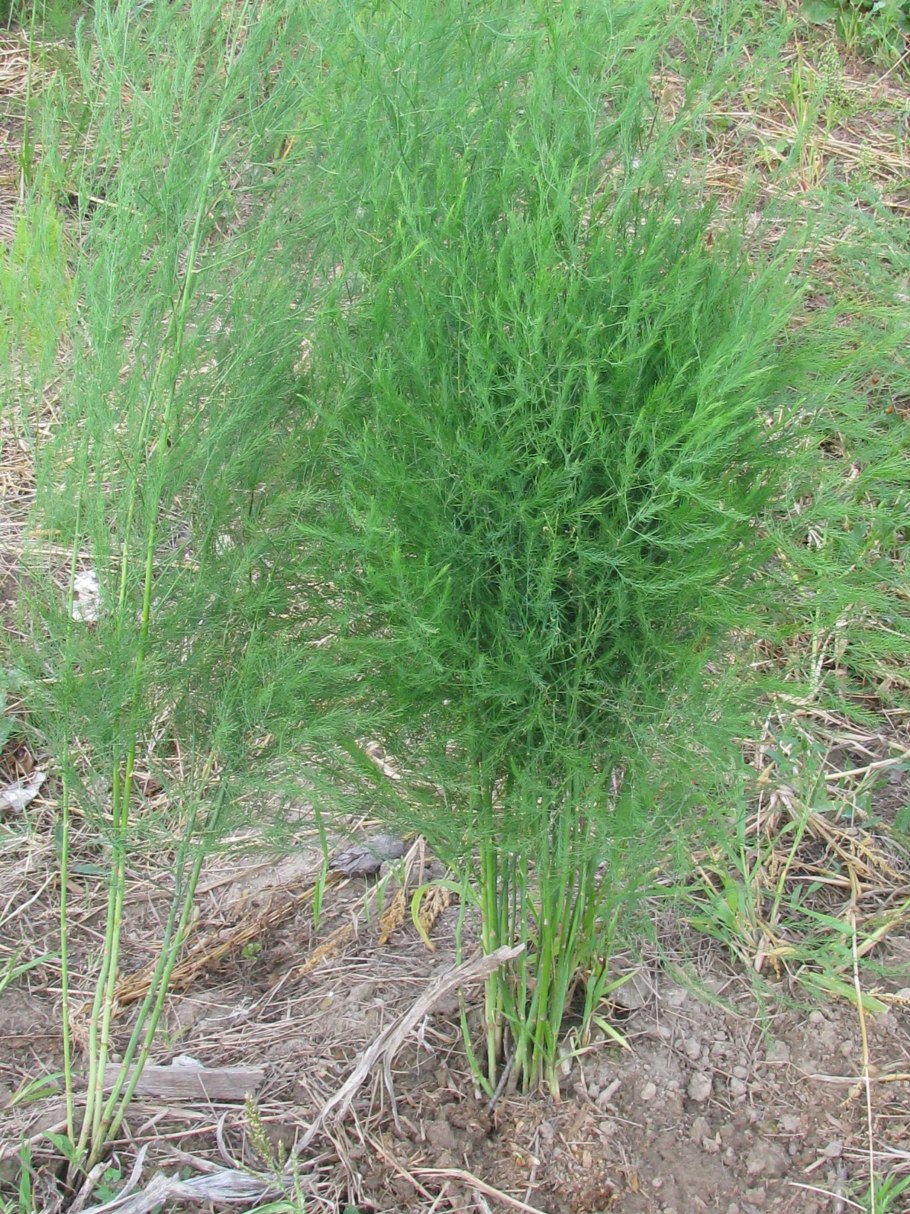 Аспарагус (спаржа) Бэклим