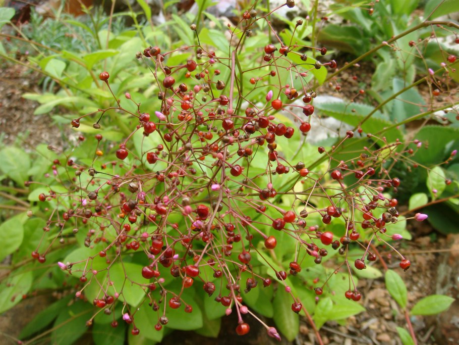 Талинум метельчатый