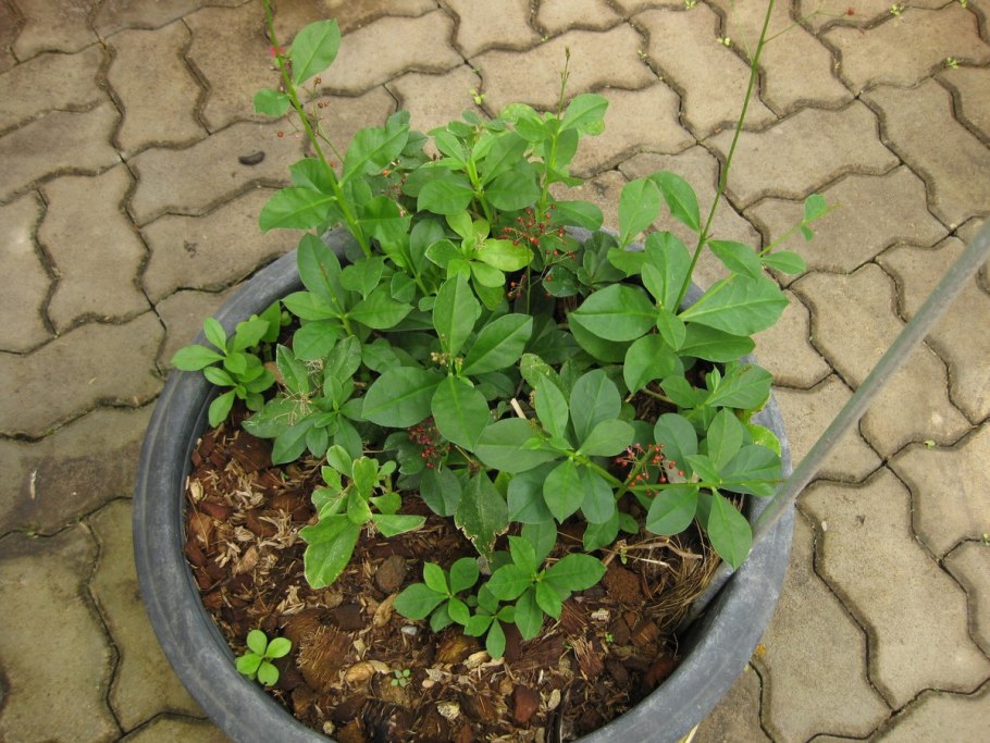 Талинум метельчатый