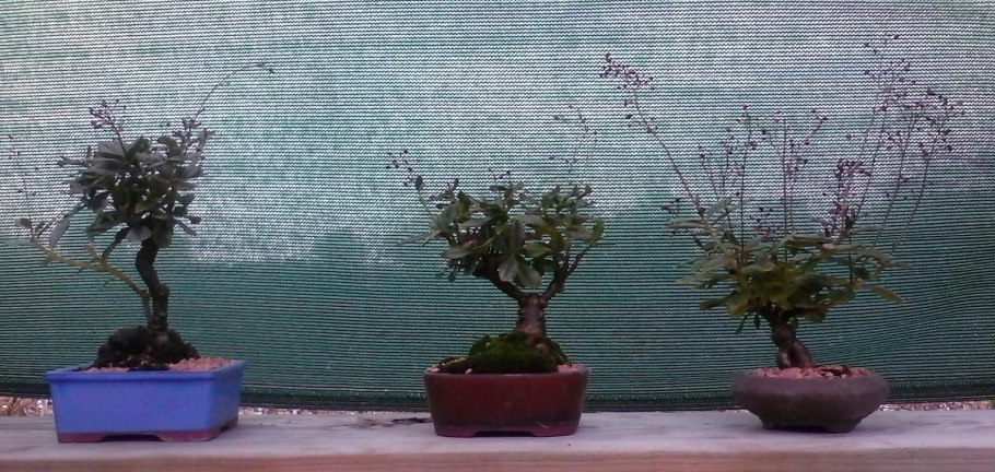 Талинум napiforme