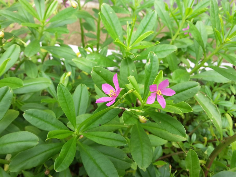 Талинум паникулатум