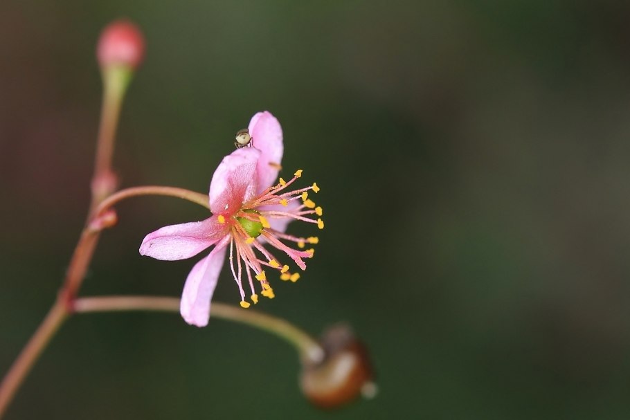 Талинум метельчатый