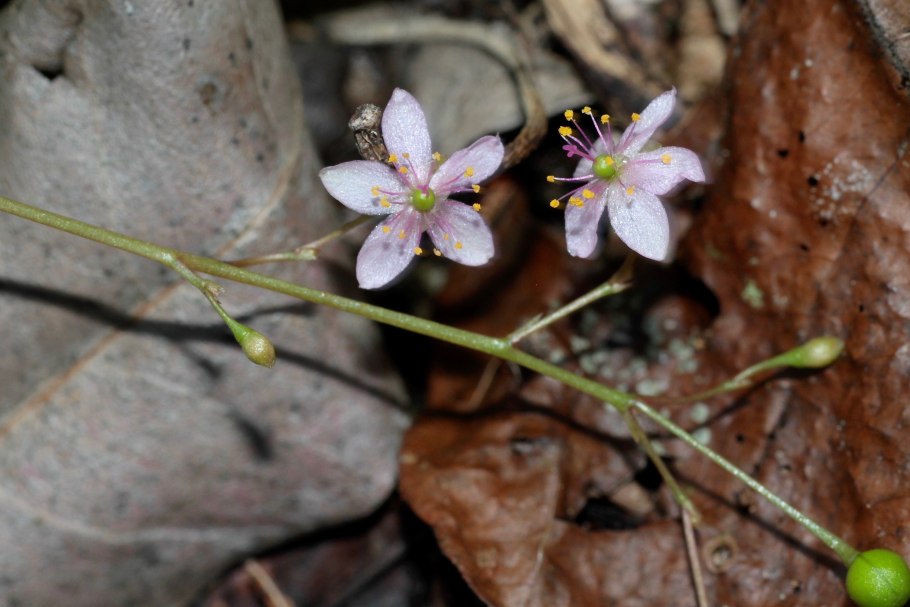 Талинум паникулатум