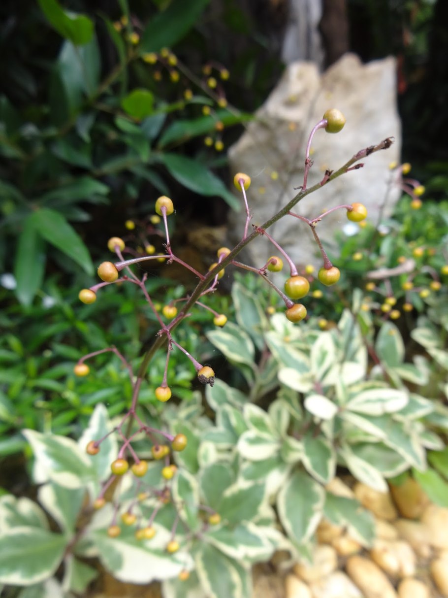 Талинум метельчатый выращивание из семян