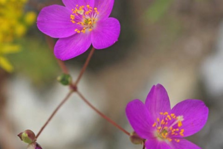 Талинум паникулатум