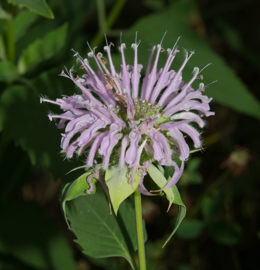 Монарда дудчатая Monarda fistulosa