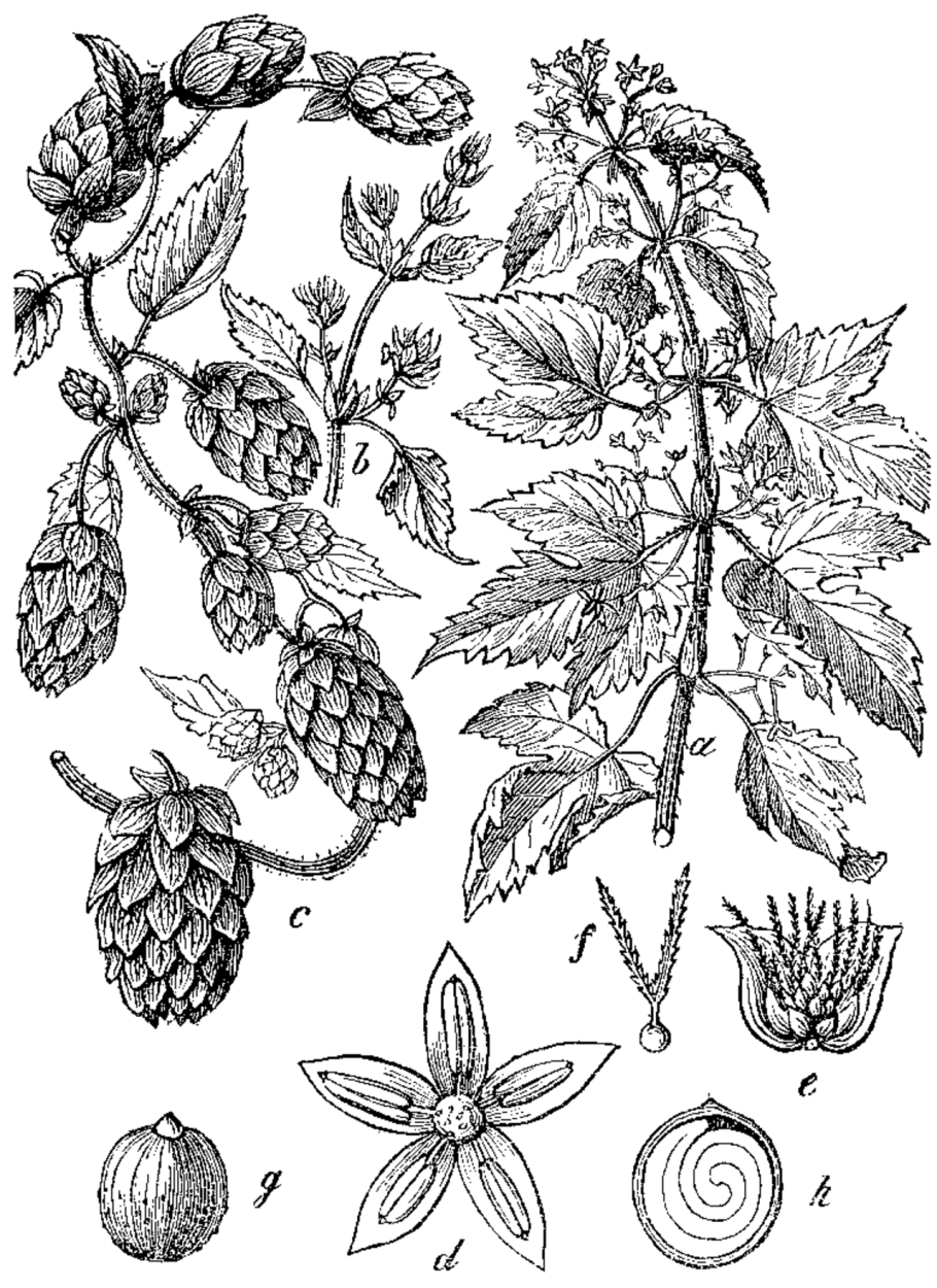 Хмель обыкновенный (Humulus lupulus)
