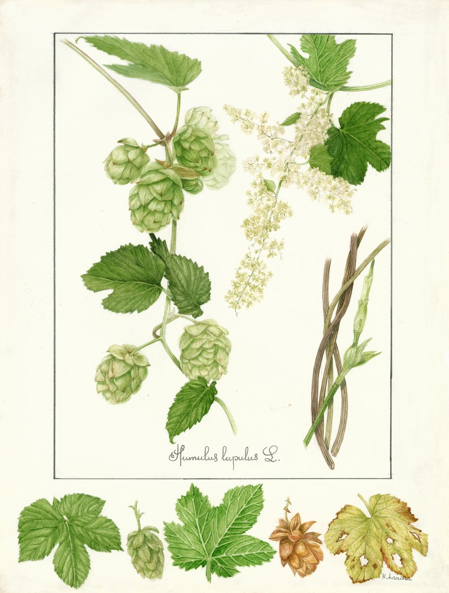 Хмель обыкновенный ЛРС