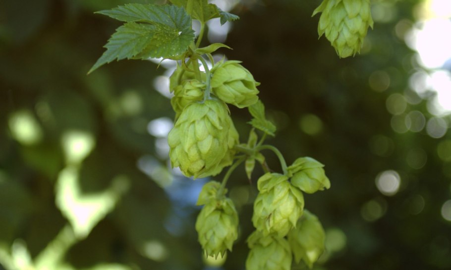 Соплодия хмеля обыкновенного