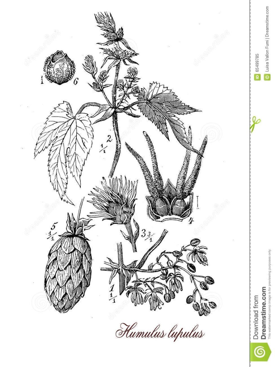 Хмель обыкновенный