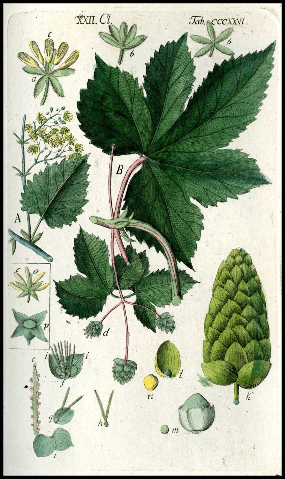 Соплодия хмеля обыкновенного