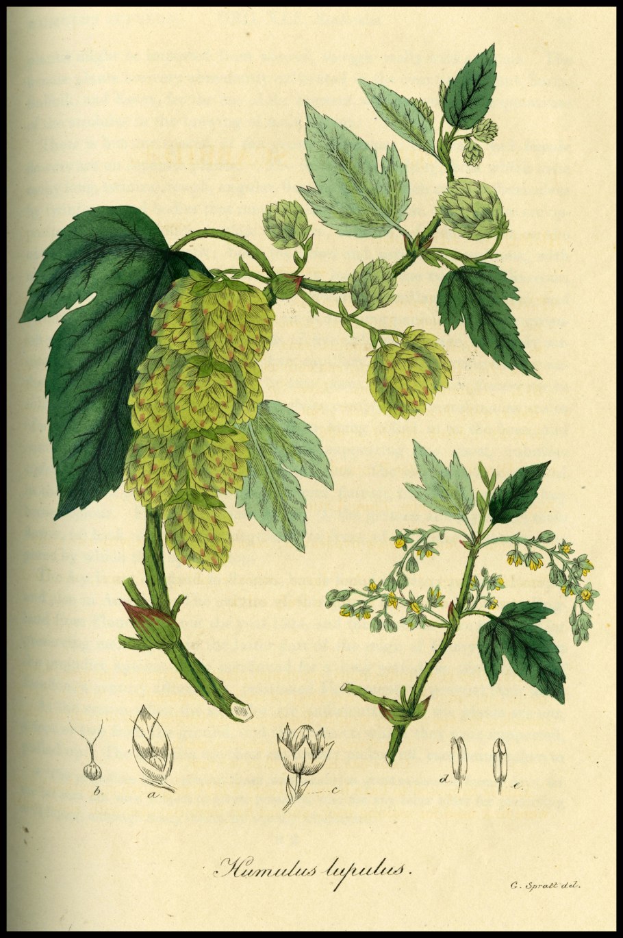 Хмель растение