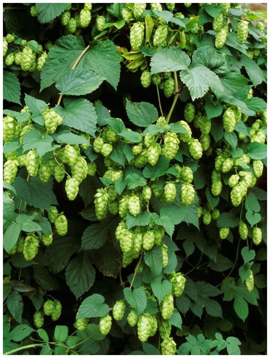 Соплодия хмеля