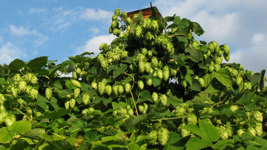 Горький Хмель