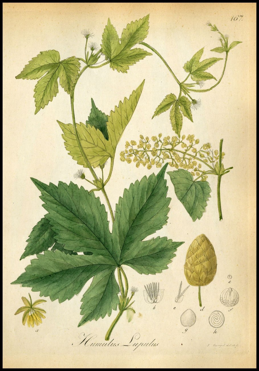 Соплодия хмеля гербарий