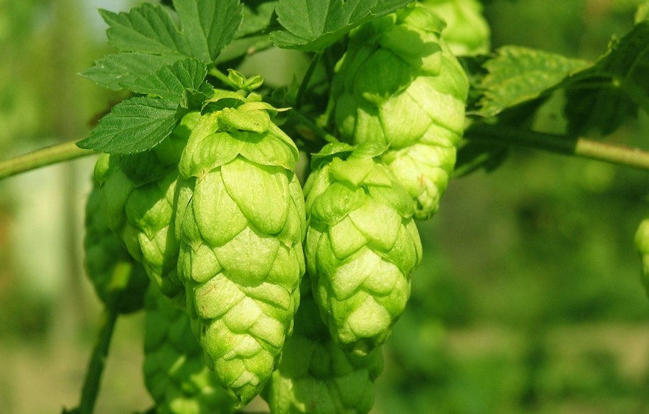 Хмель обыкновенный (Humulus lupulus)
